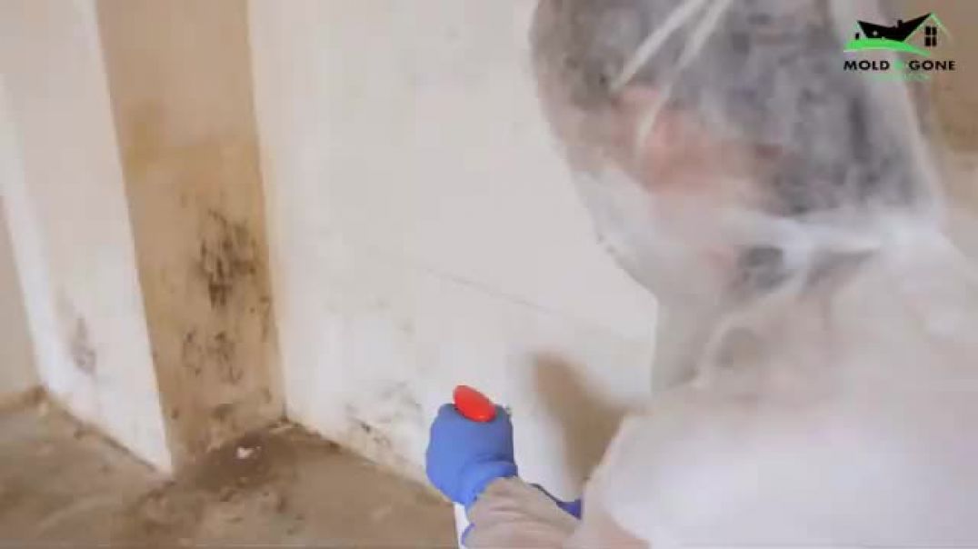 Reasons to Choose Mold B-Gone for Your Mold Remediation Needs